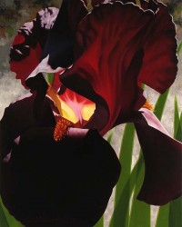 Deep Red Iris Aflame Brian Davis Collectors Editions Deep Red Iris Aflame Brian Davis Collectors Editions